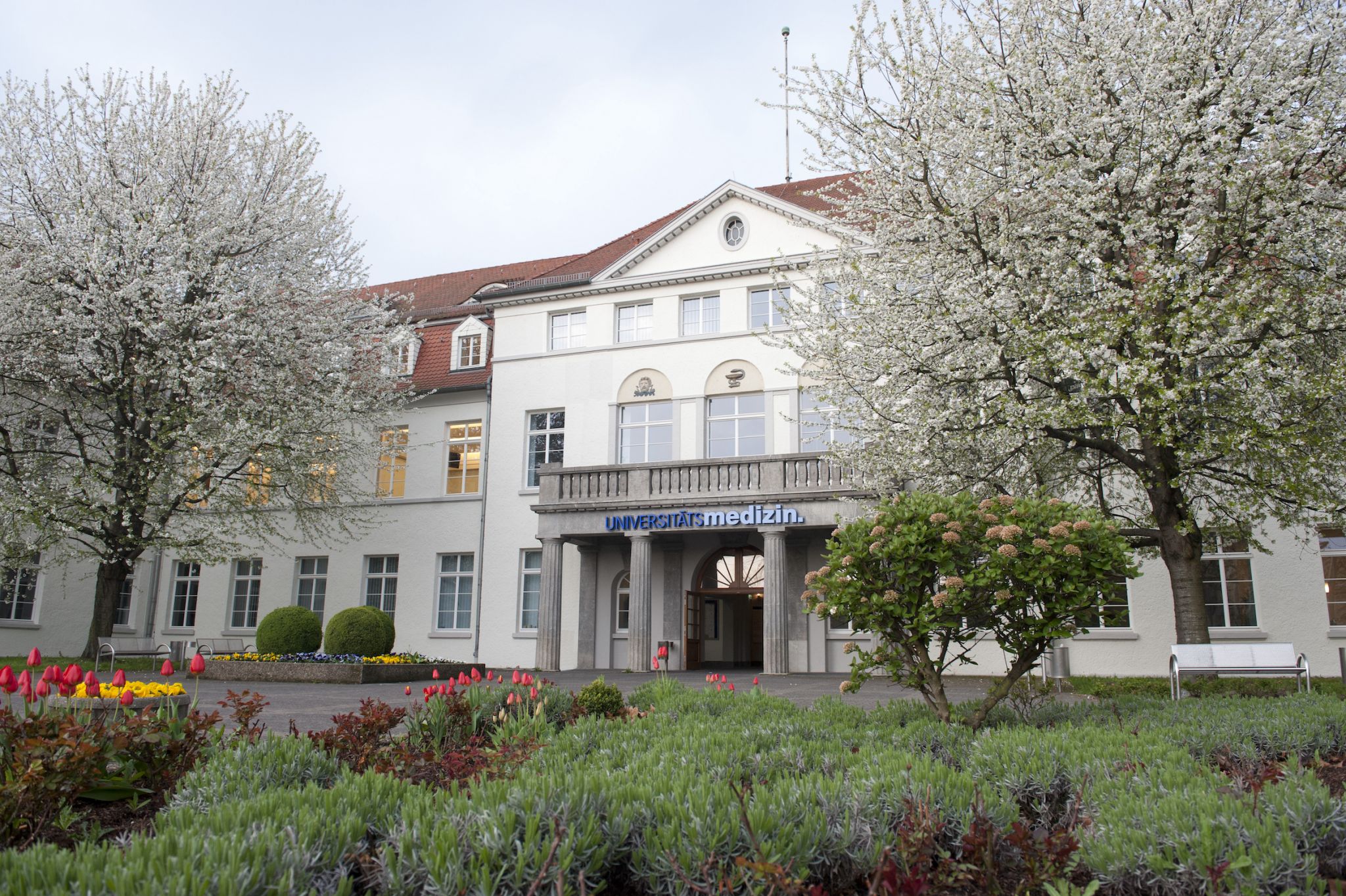 Historic building of a university medical center with a symmetrical facade, columned entrance, and the sign “Universitätsmedizin” above the doorway, surrounded by blooming trees and landscaped gardens in the foreground. Rows of large windows and a red-tiled roof define the architecture, with a pathway leading to the entrance.