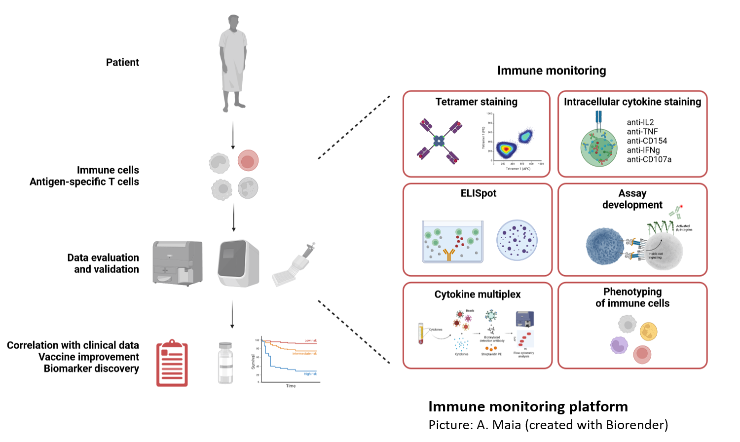 Immune Monitoring_CG_050624.png