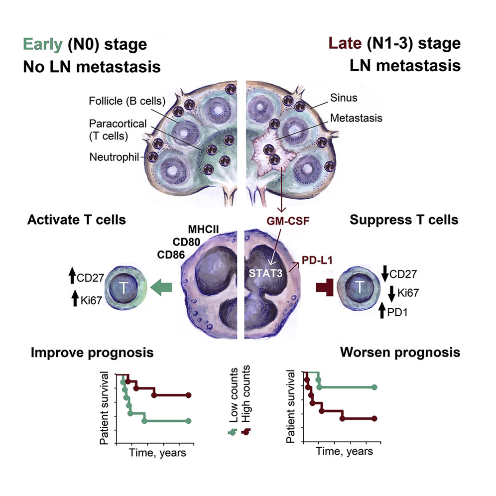 Pylaeva E, Korschunow G, Spyra I, et al. Cell Rep. 2022.jpg