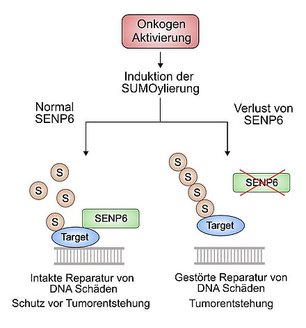 csm_Schema_SNP6_Schick_97379c3cf2.jpeg